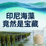 印尼海藻竟然是宝藏