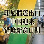 印尼榴莲出口中国迎来错峰新窗口期